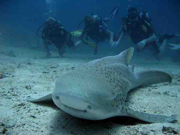 requin, zebre